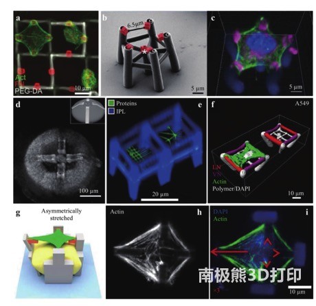用于生物研究和應用的多材料 3D 微架構