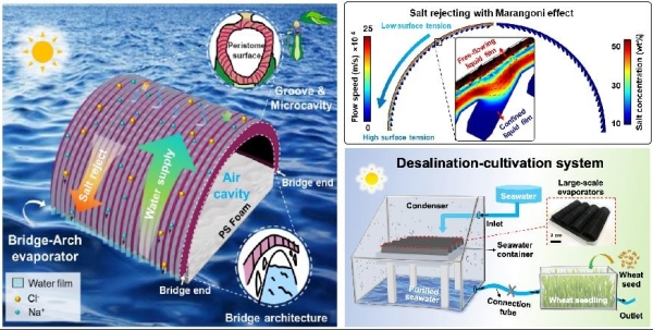 3D橋拱形蒸發(fā)器示意圖、雙層液膜排鹽機理與海水淡化-作物種植連動系統(tǒng)