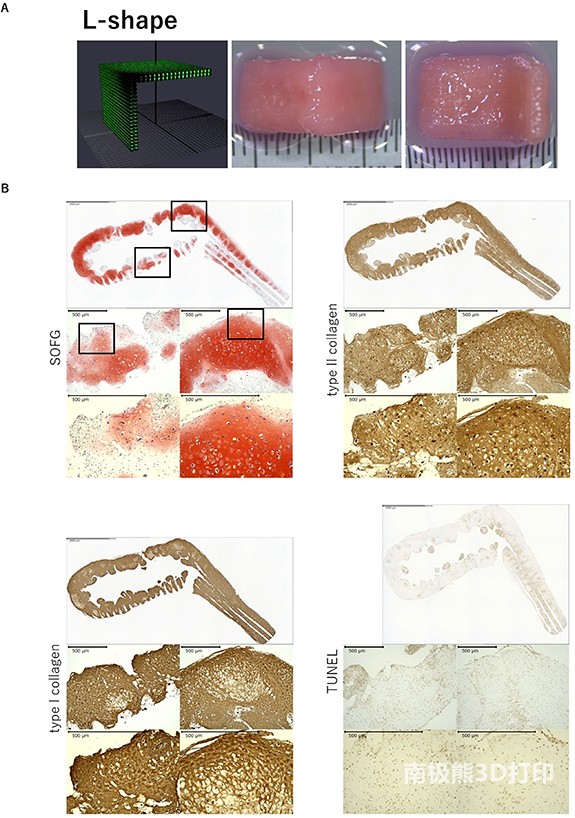 生物3D打印機(jī)的設(shè)計數(shù)據(jù)和打印18天后從Kenzan上取下的L型結(jié)構(gòu)的圖像