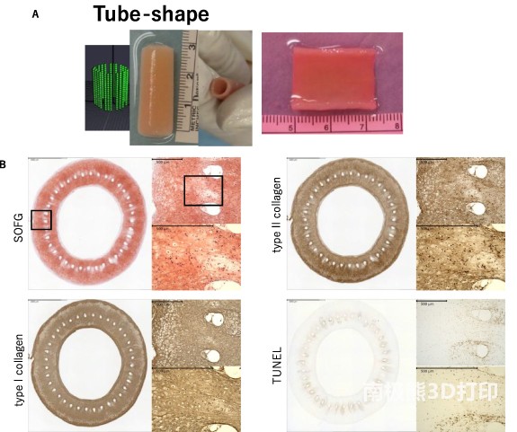 生物3D打印機(jī)的設(shè)計數(shù)據(jù)和管狀軟骨構(gòu)造的圖像