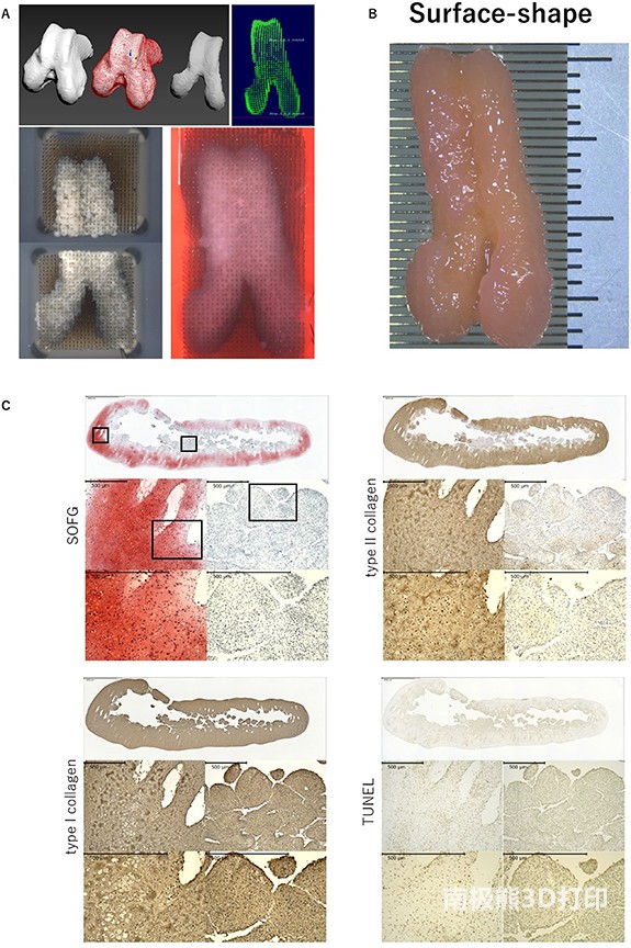 生物3D打印機(jī)的設(shè)計數(shù)據(jù)和關(guān)節(jié)面形狀構(gòu)造的圖像
