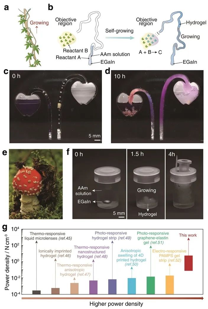 自生長水凝膠模仿自然藤本植物攀爬行為、作為致動器